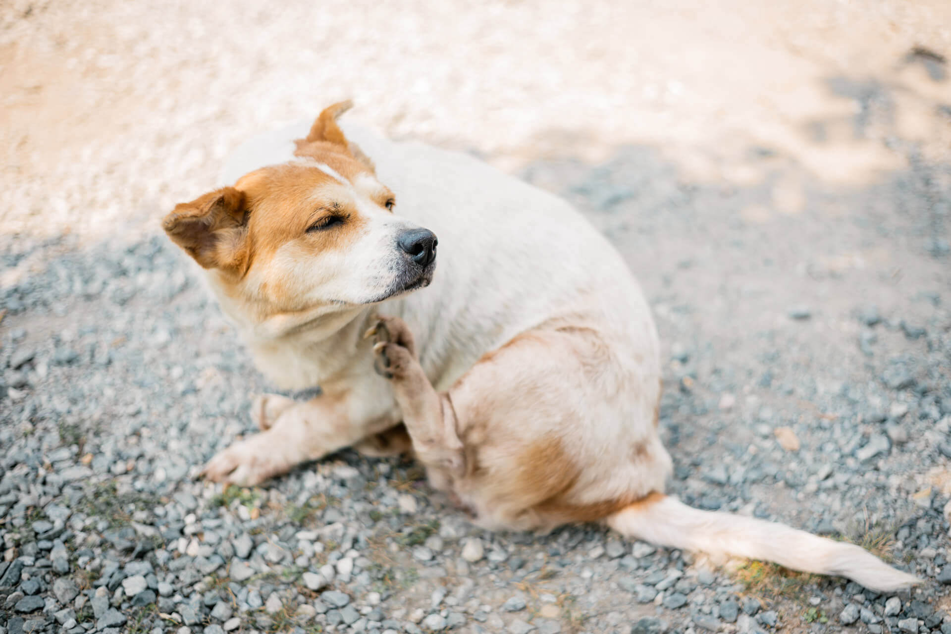 Kleiner braun-weißer Hund kratzt sich auf einem Schotterweg