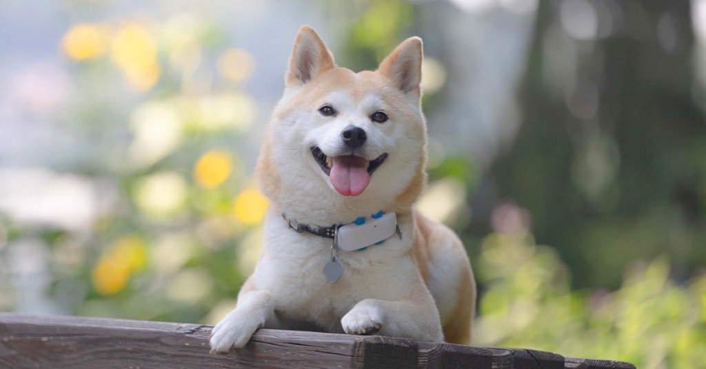 shiba inu avec un GPS Tractive au collier sur un banc en plein air