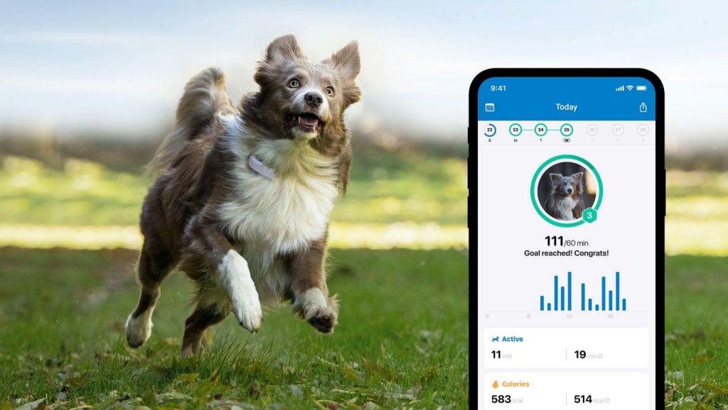 Hund springt über die Wiese, Screenshot des Tractive GPS Schlaftracking-Features im Vordergrund