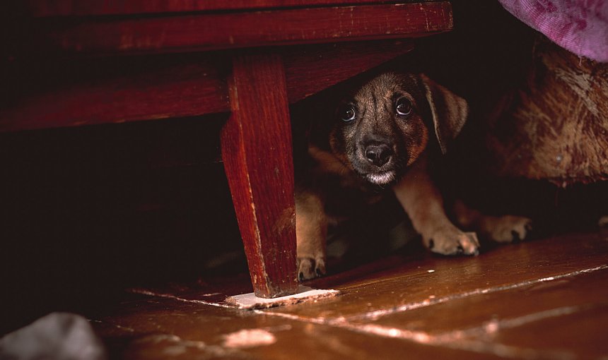 A frightened puppy hiding under a table