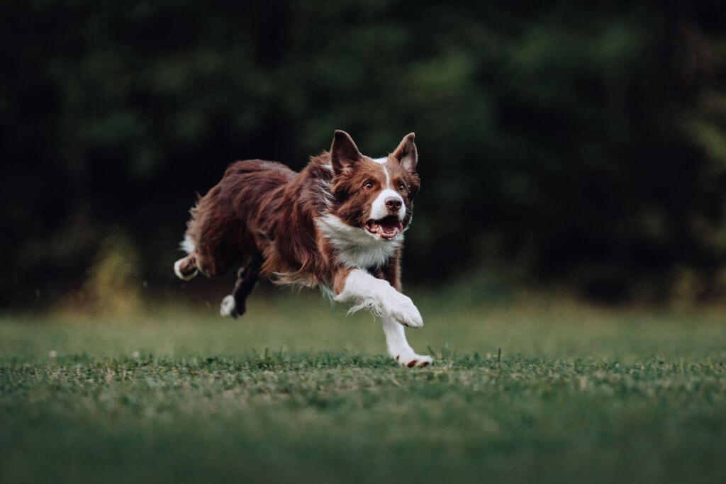 chien brun et blanc apeuré courant dehors