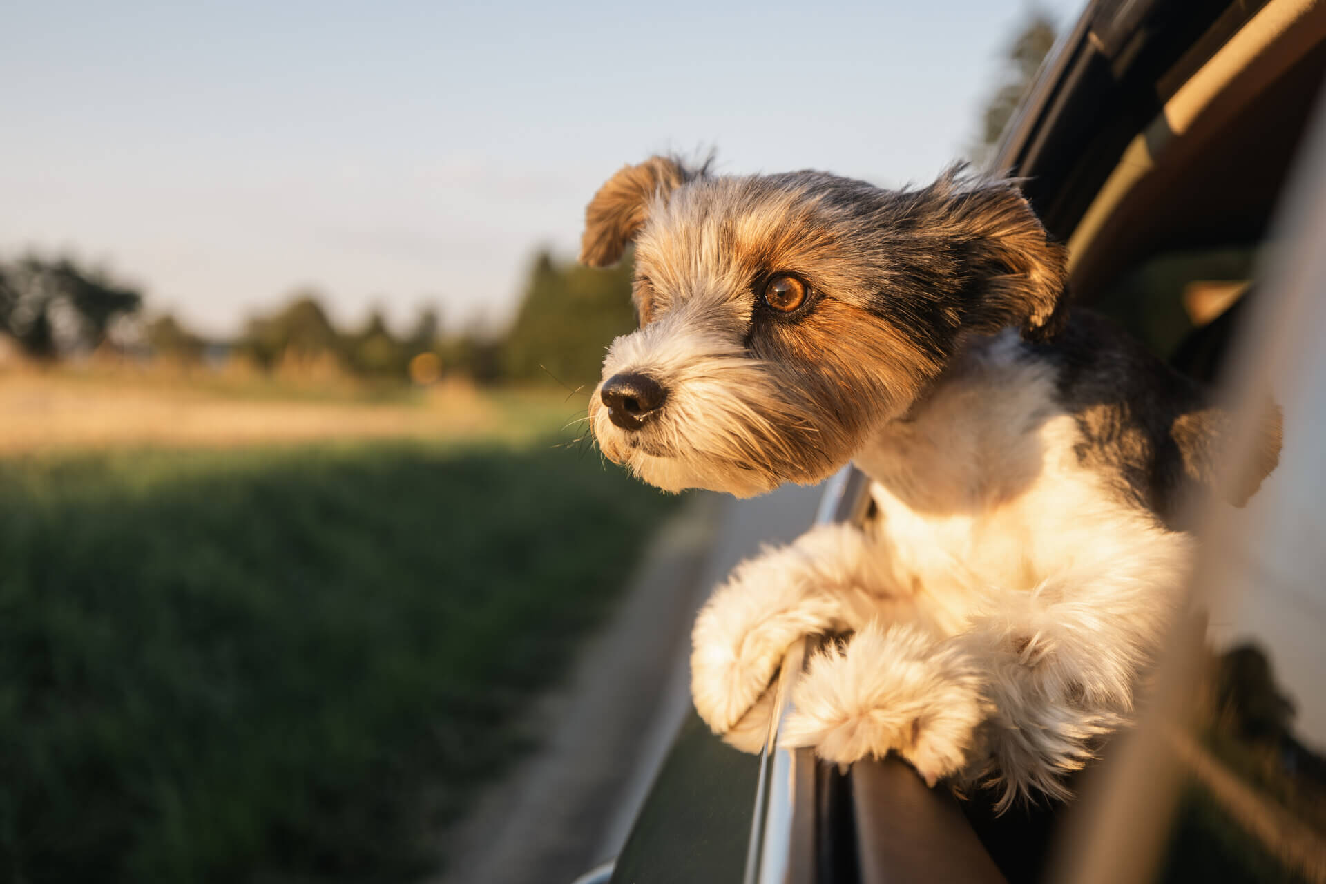 A dog looking out a car window