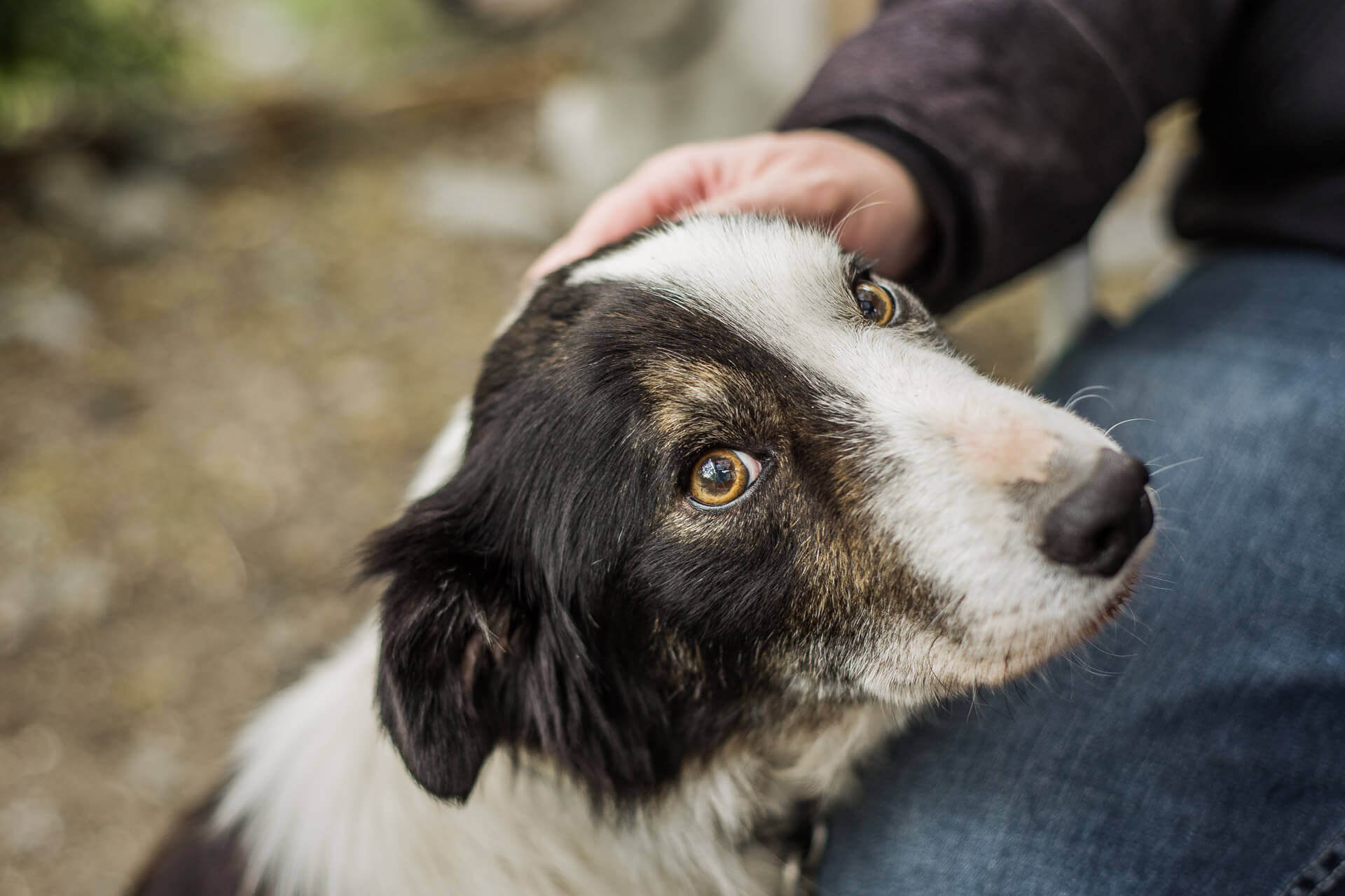 white and black dog leaning up against a person's leg