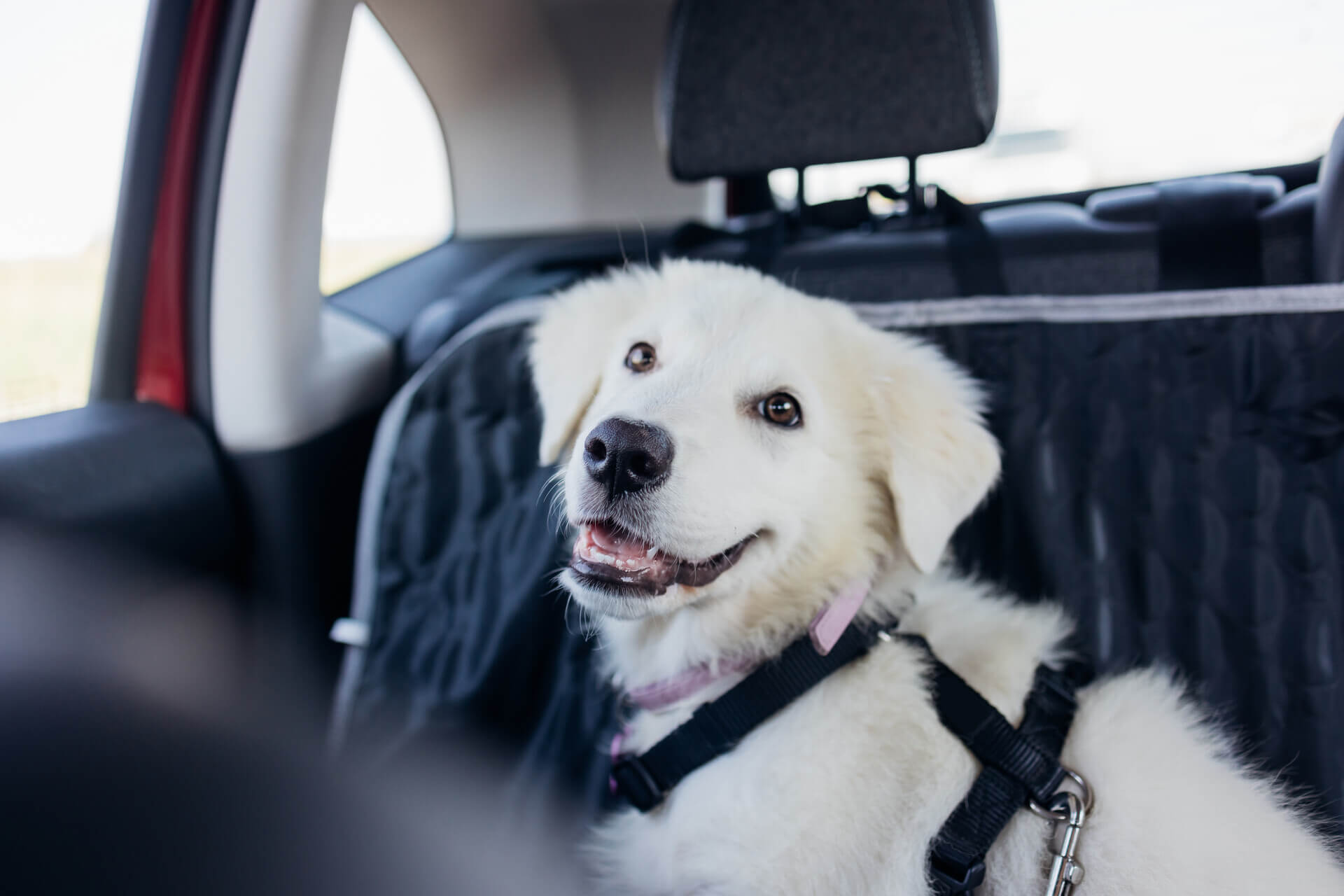 A dog sitting in a car wearing a harness