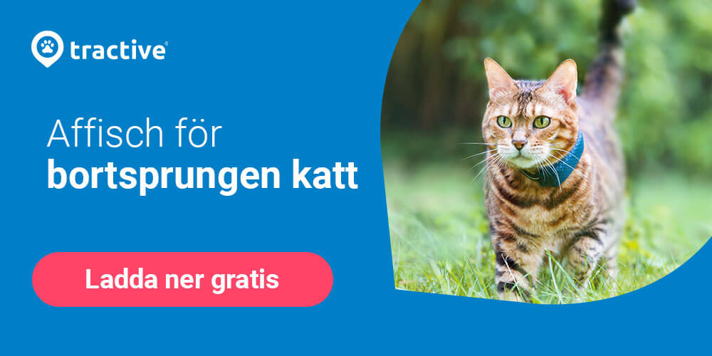 Banner, ladda ner kostnadsfri mall till affisch för bortsprungen katt från Tractive