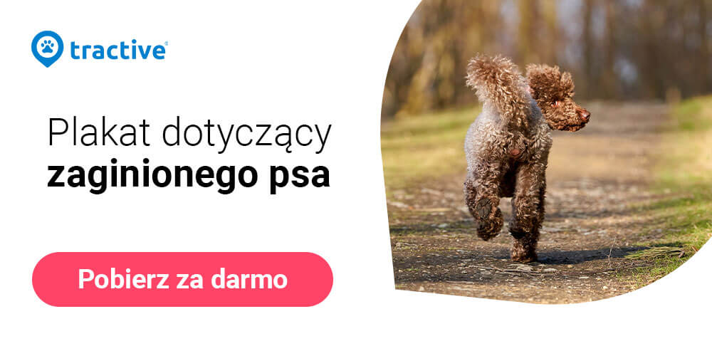 darmowy plakat informujący o zaginięciu psa z logo Tractive