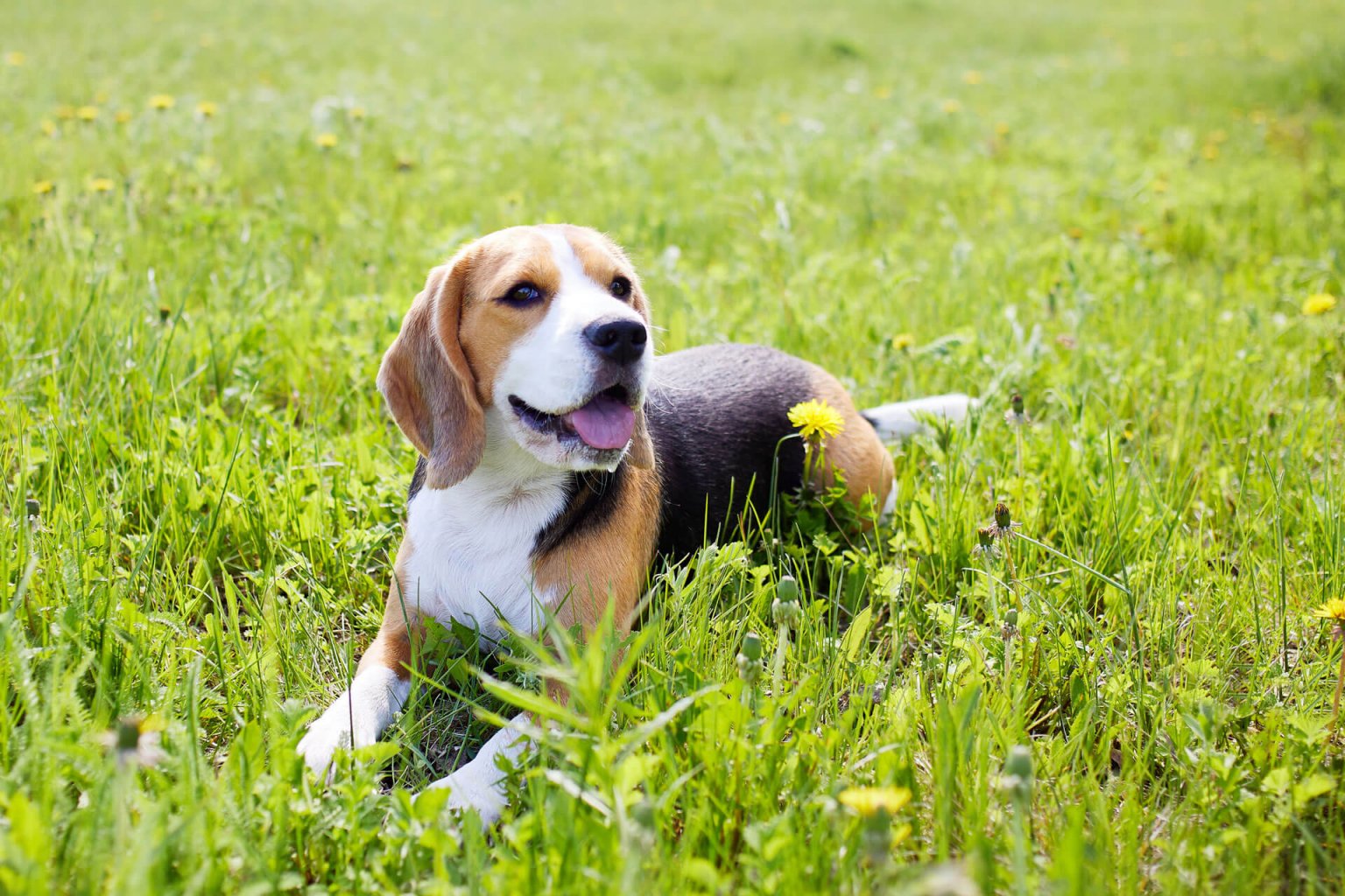 Beagle liegt in der Wiese