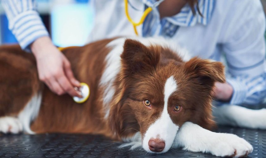 Braunweißer Hund wird von Tierärztin auf Husten abgehorcht.