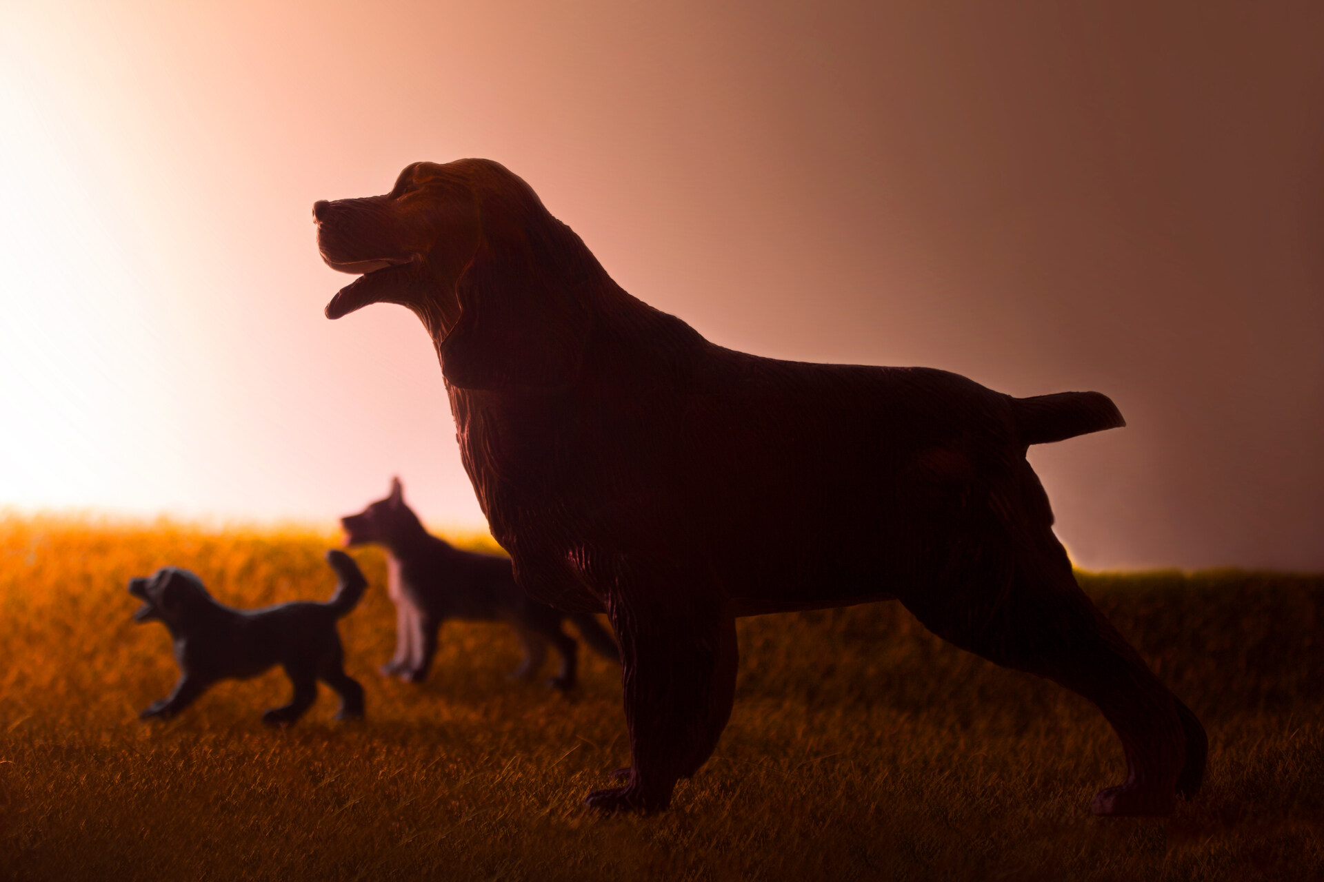 A pack of dogs in a field at twilight