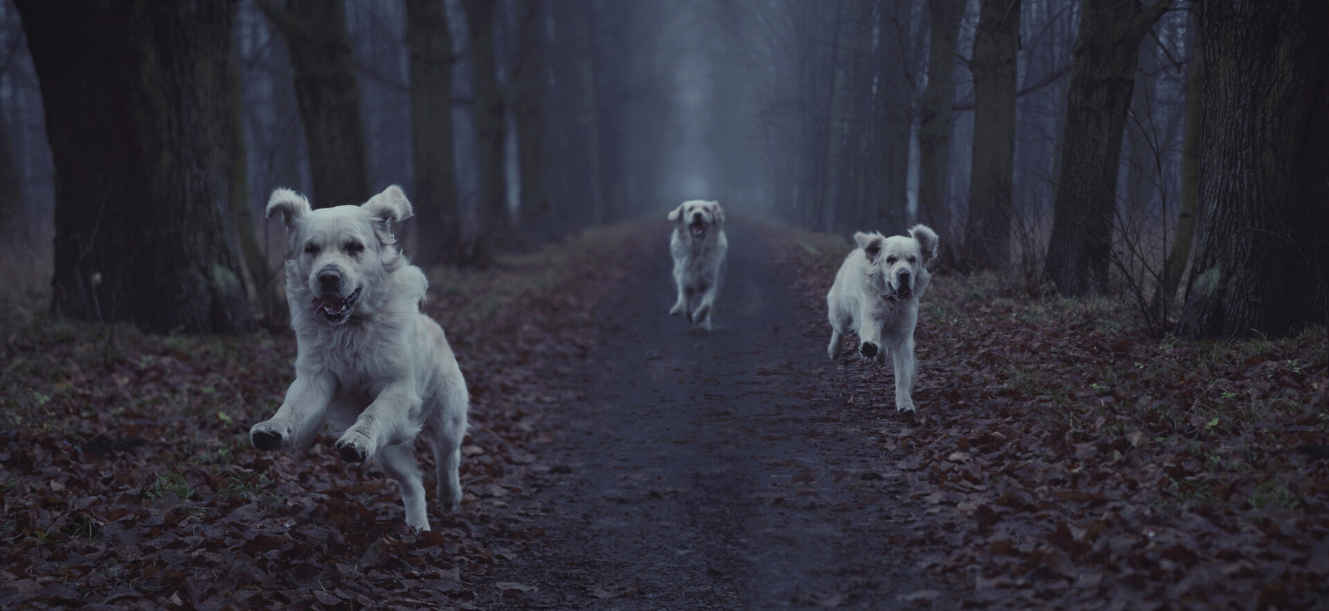 A group of three dogs running off-leash in the woods during nighttime