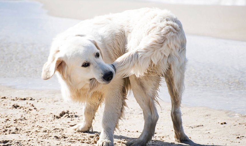 white dog biting tail on the beach