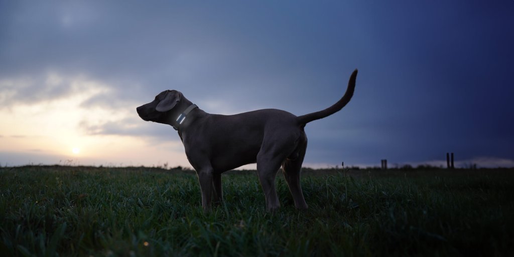 Un chien portant un traceur GPS Tractive avec une lumière LED