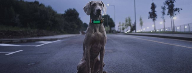 pasear al perro por la noche con total seguridad