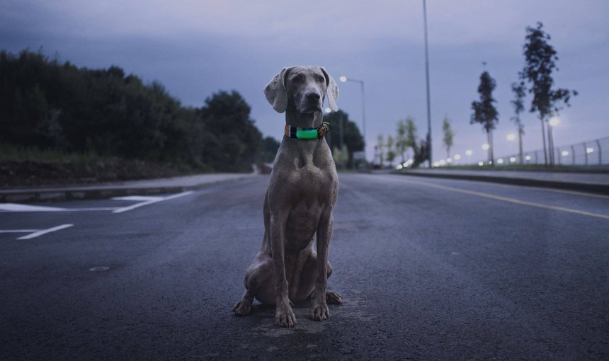 Grijze hond zit 's avonds op straat