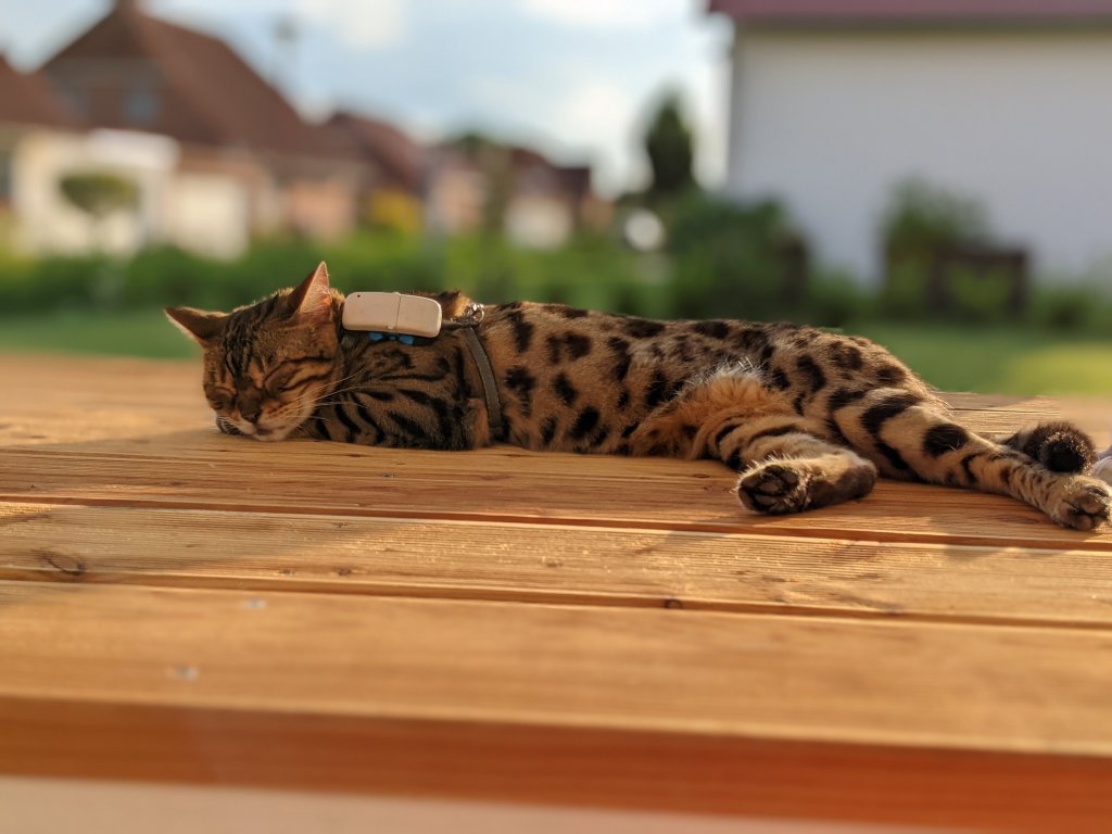 chat tigré portant un GPS Tractive sur son harnais, couché au soleil sur un patio en bois