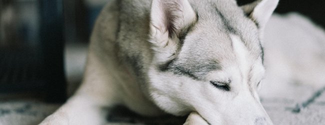 A sleeping Siberian Husky