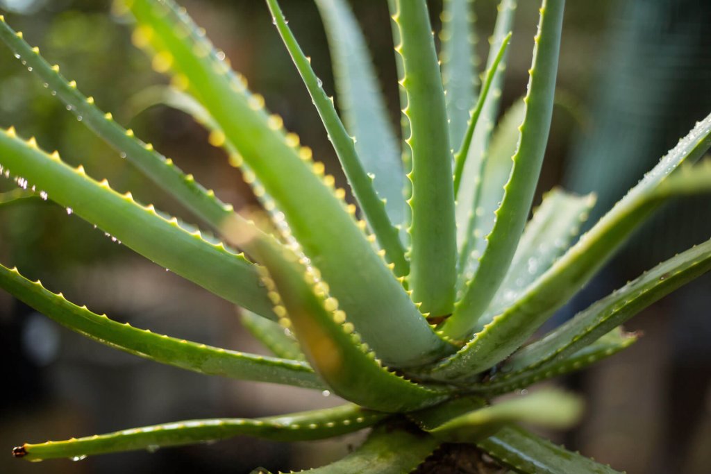 Aloe vera