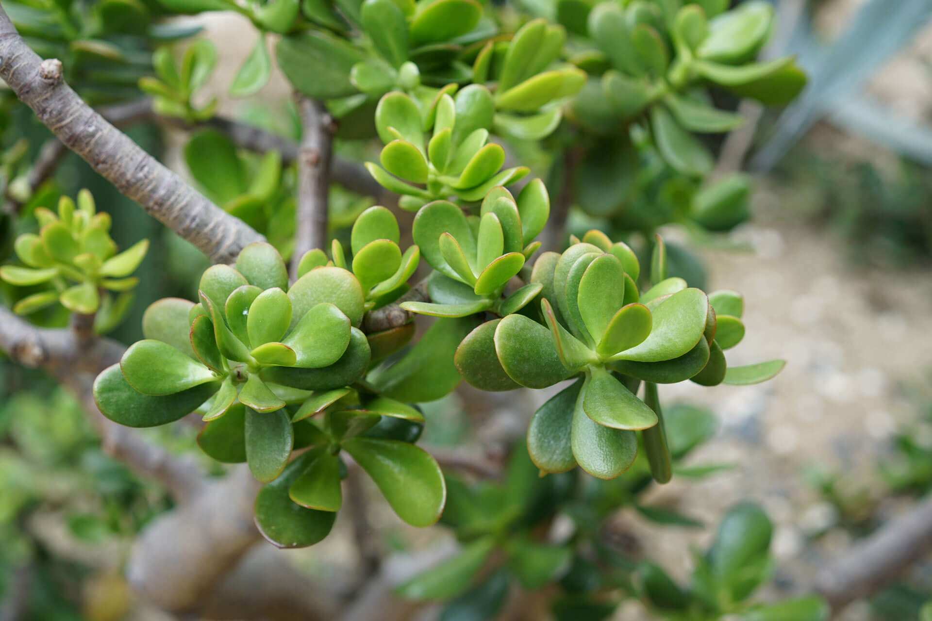 Jade plants growing on a tree branch