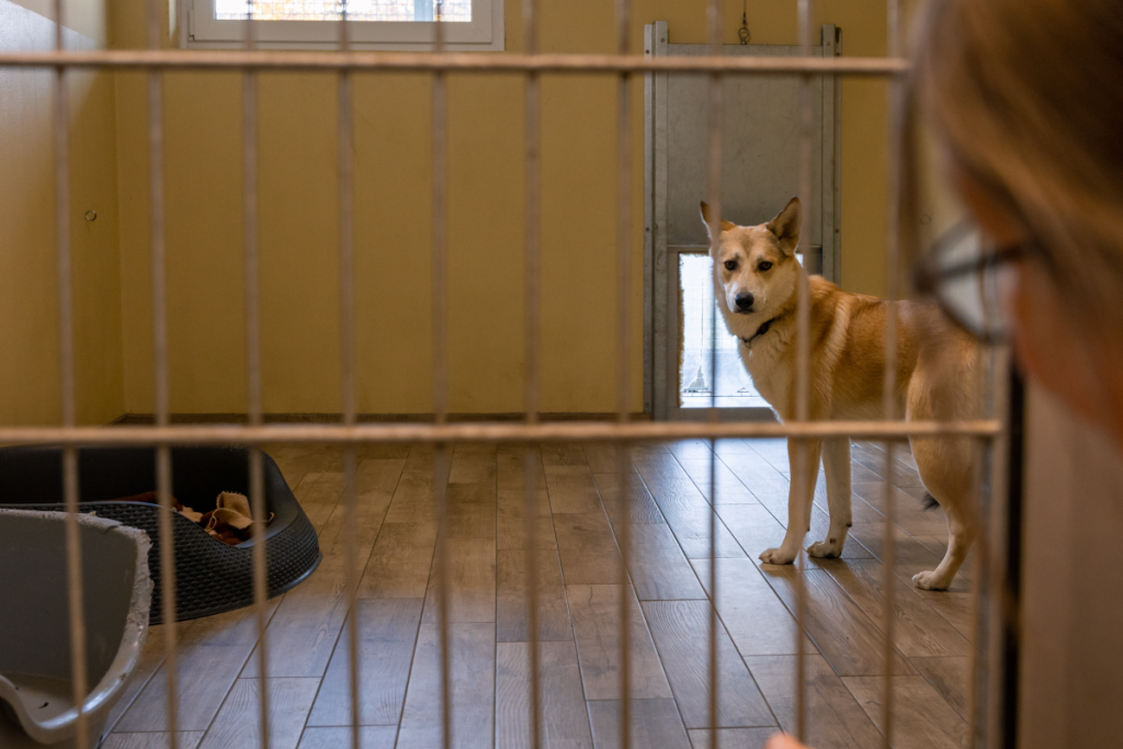 Hund im Tierheim Linz