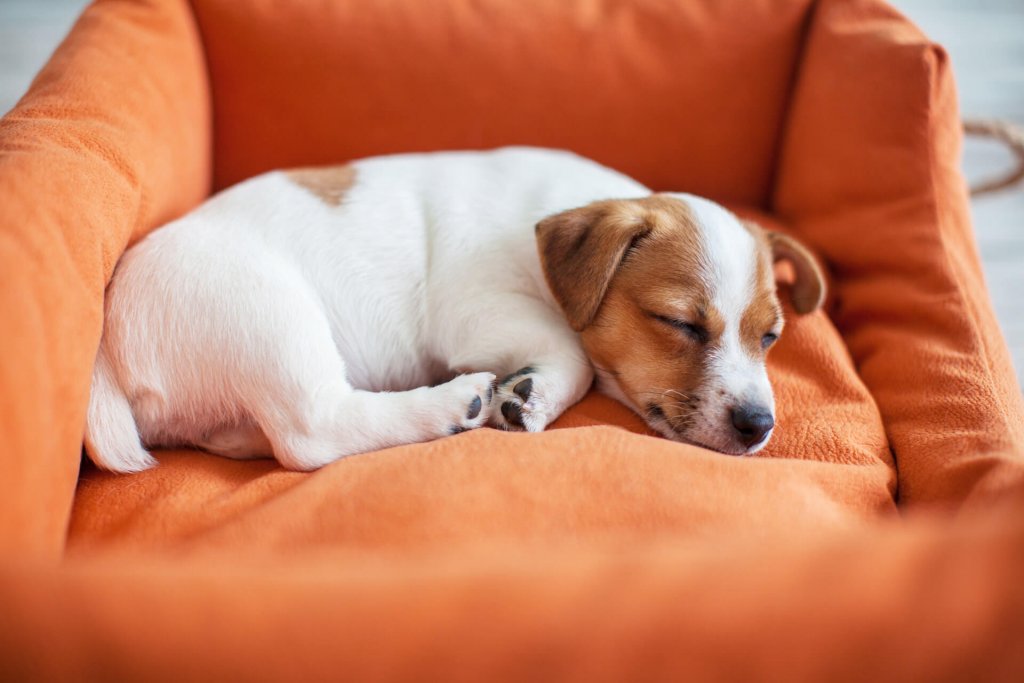 chiot blanc et brun dormant dans un panier orange