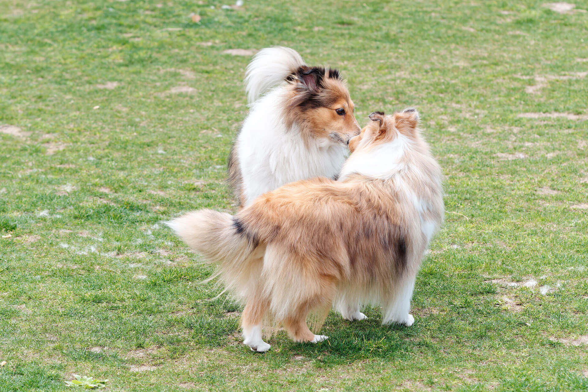 Zwei Hunde beschnuppern sich auf einer Wiese