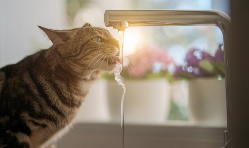 A cat drinking water from a faucet