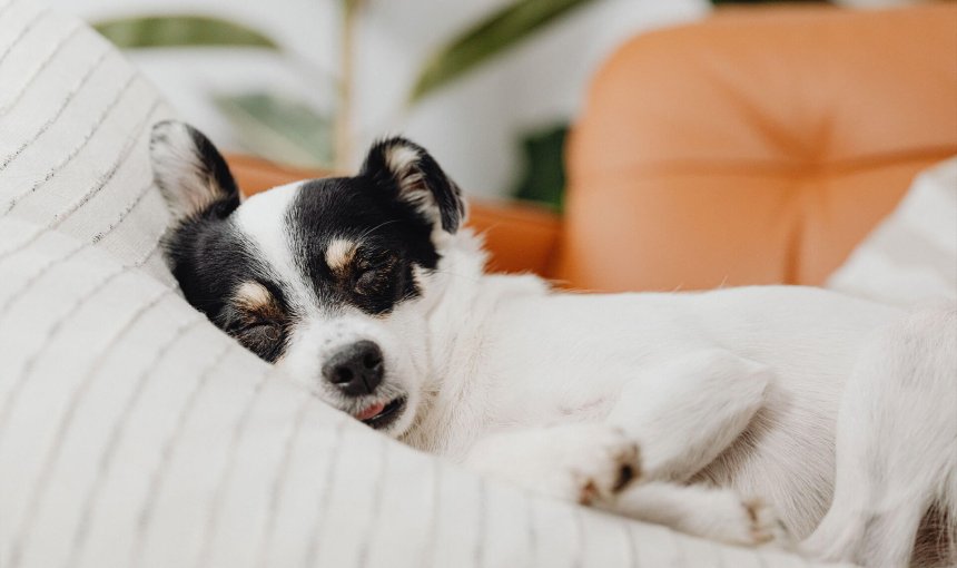 un cane bianco e nero dorme sopra una coperta bianca