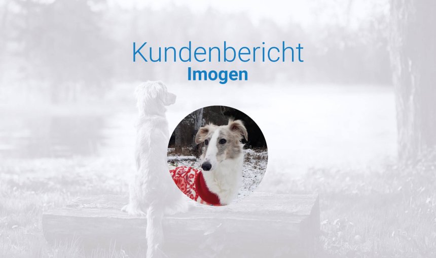 Hündin Imogen im Wald im Schnee mit buntem Hundemantel