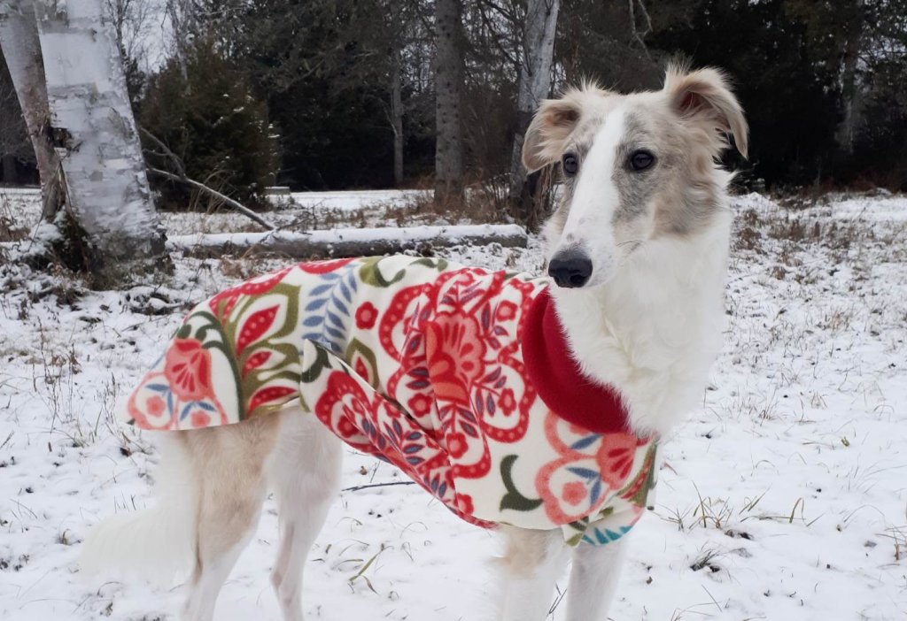 dog wearing red jacket in winter snow