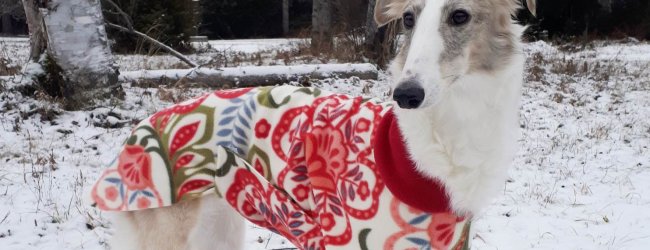 dog wearing red jacket in winter snow