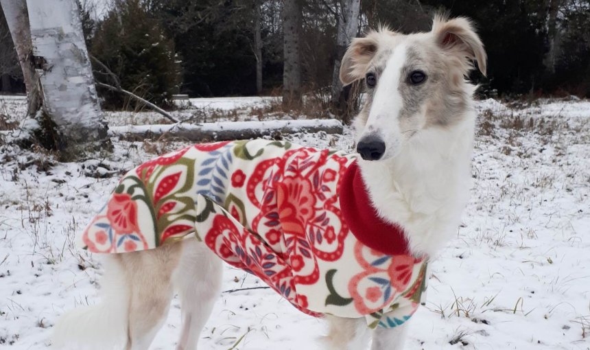 dog wearing red jacket in winter snow