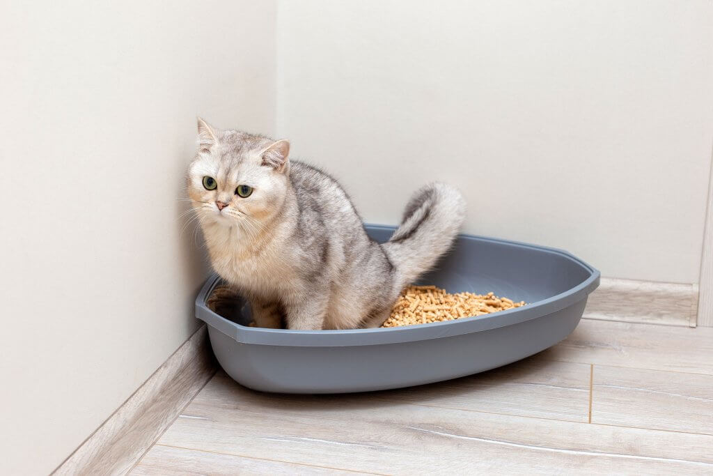 chat gris assis dans sa litière dans le coin d'une chambre