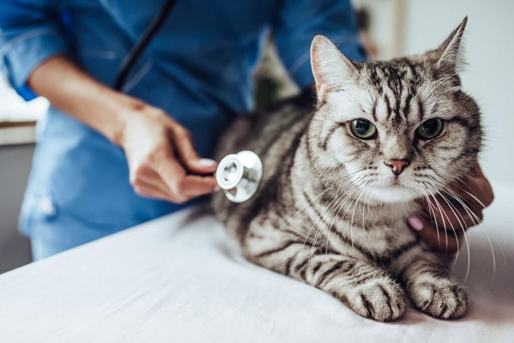 chat gris tigré se faisant ausculter chez le vétérinaire