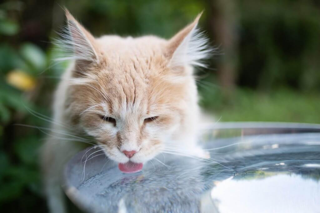 chat brun qui boit dehors dans une écuelle