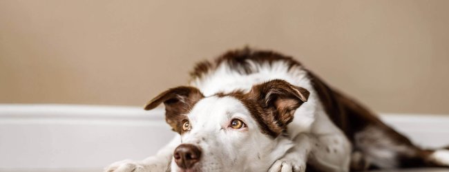 chien blanc et brun laissé seul à la maison couché par terre