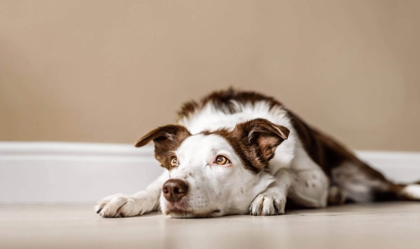 chien blanc et brun laissé seul à la maison couché par terre