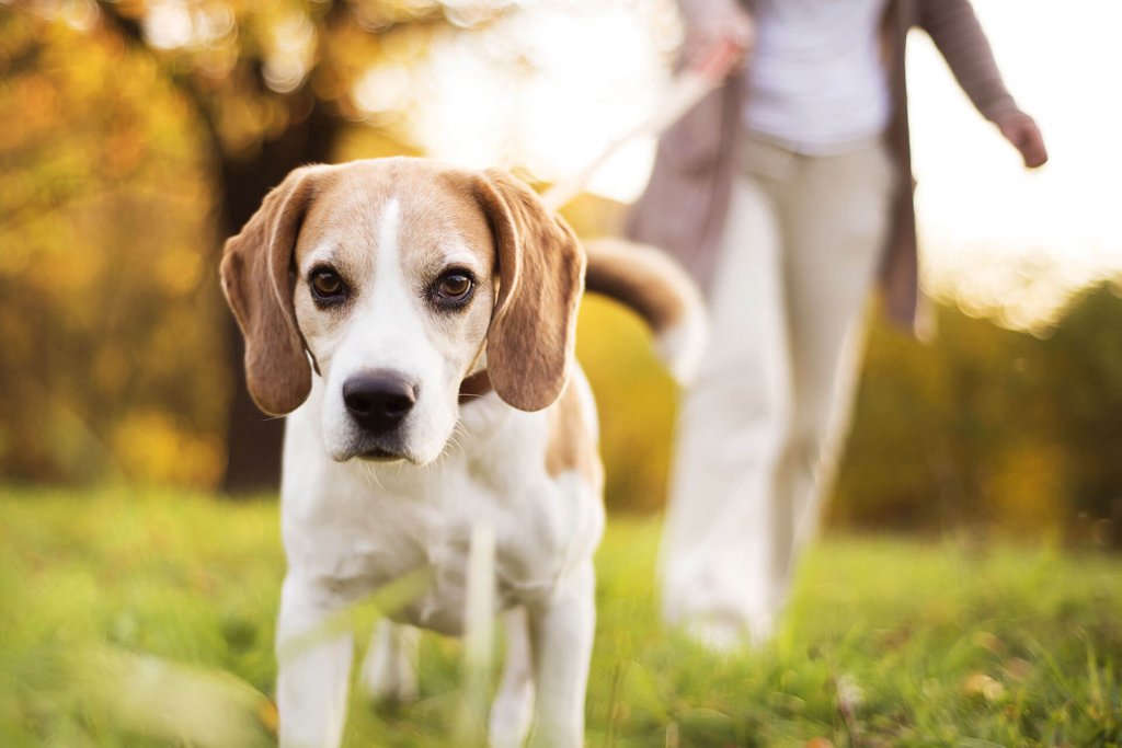 femme tenant un chien blanc et brun à la laisse dehors