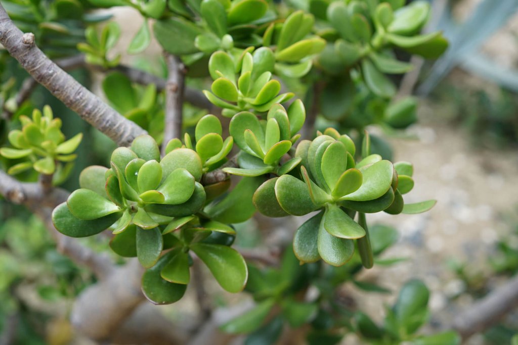 gros plan sur une plante de crassula ovata toxqiue pour les chats