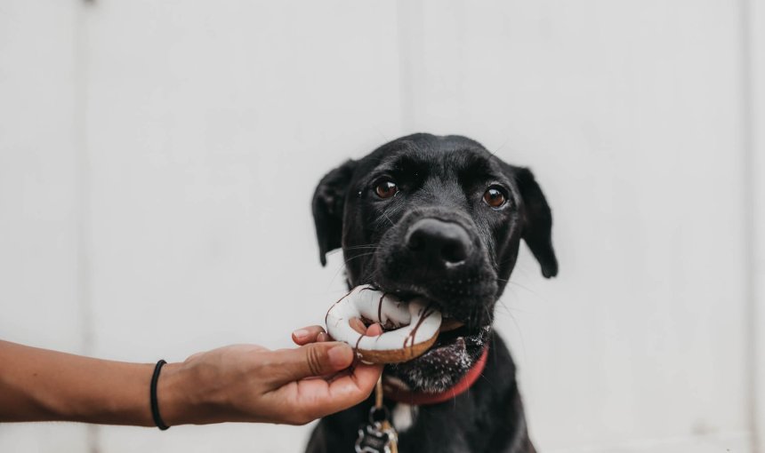 A dog eating a donut