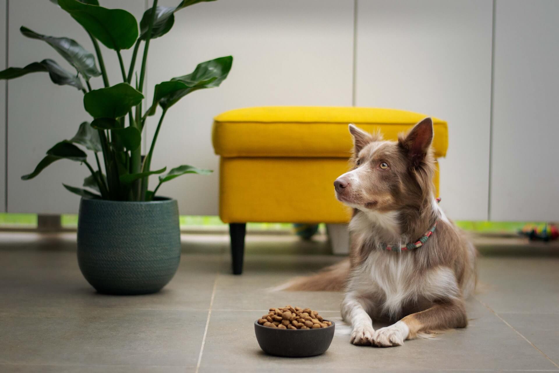 white and brown dog laying on the floor next to a full dog food bowl