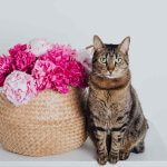 A cat sitting by a basket of flowers