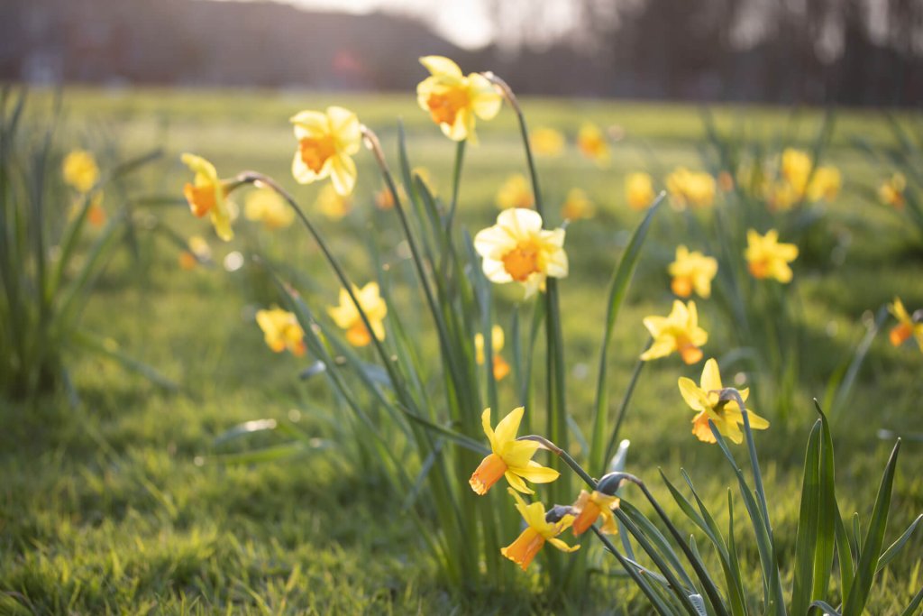 jonquilles toxiques pour les chats dans un champ