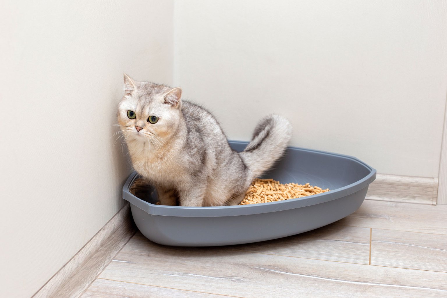 Katze sitzt im Katzenklo in einer Ecke