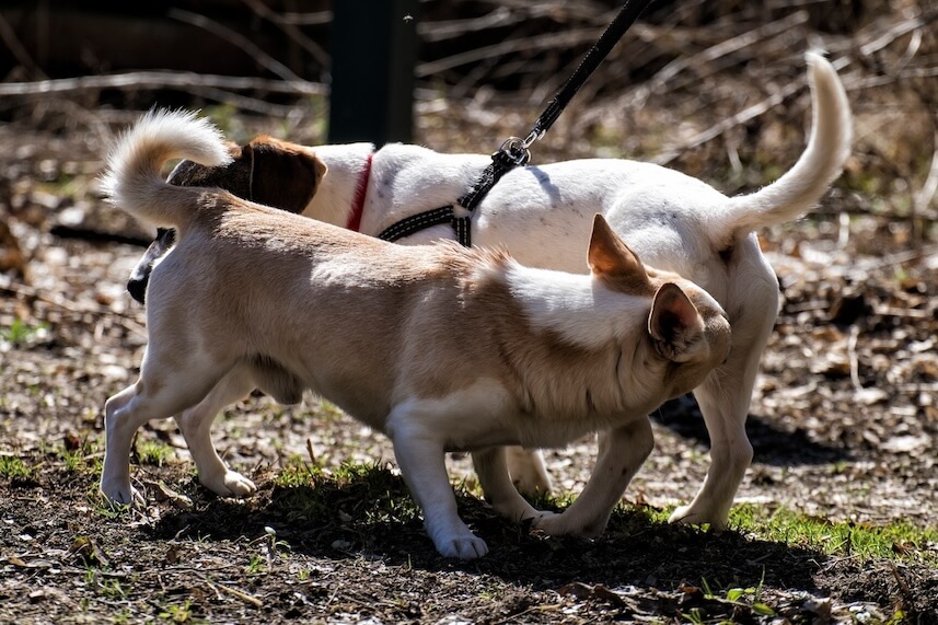 Zwei Hunde beschnüffeln sich gegenseitig