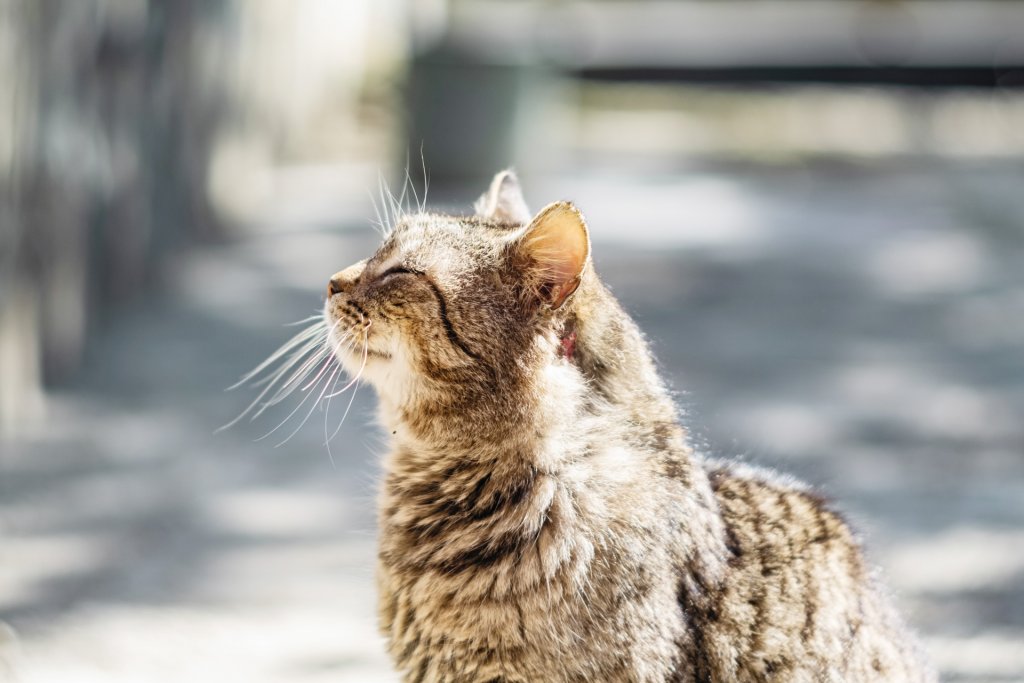 chat sénile assis au soleil les yeux fermés