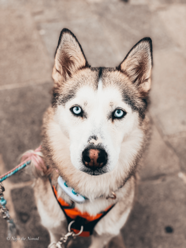 Husky med blå ögon sitter på trottoaren och tittar upp