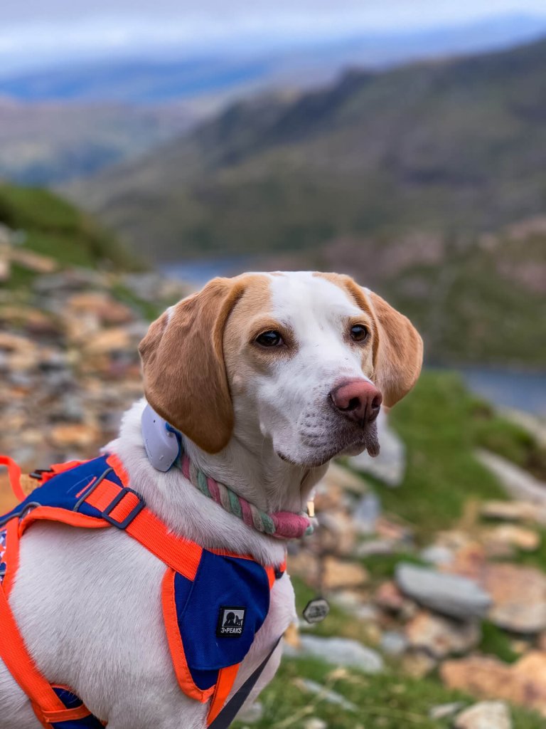 Hund på berg med hund-GPS på hundhalsband med hundsele