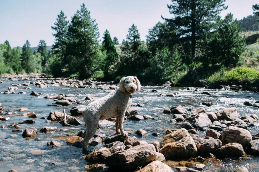 caniche debout dans un ruisseau en été