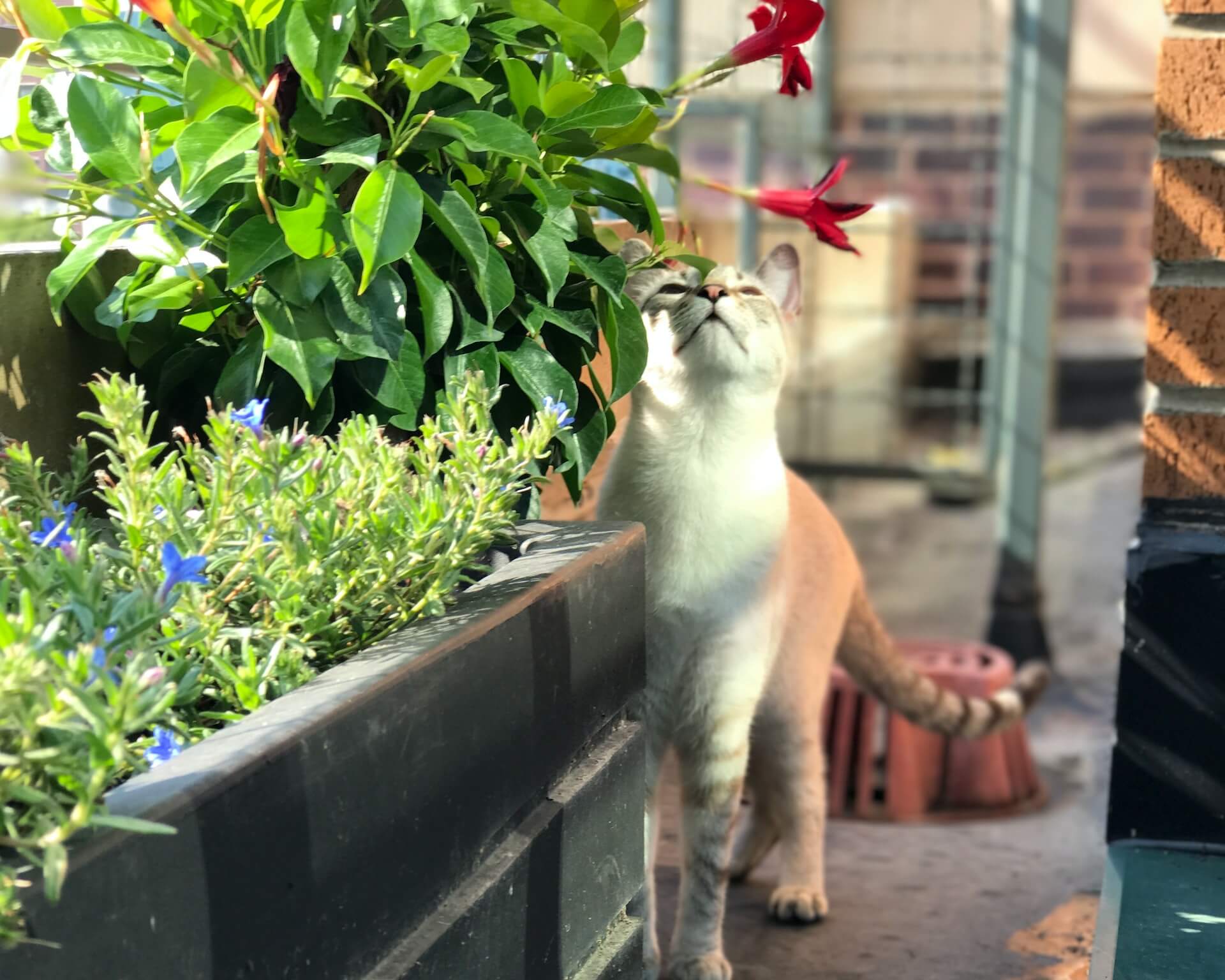 A cat sitting by indoor plants