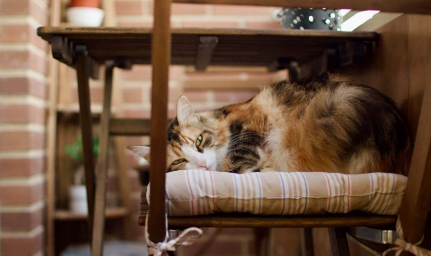 Katze liegt auf einem Stuhl auf einem Balkon